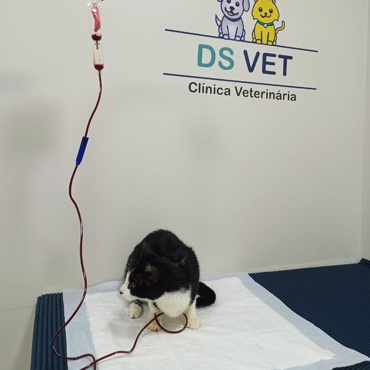 Gato em tratamento na DS VET clínica veterinária Guará II