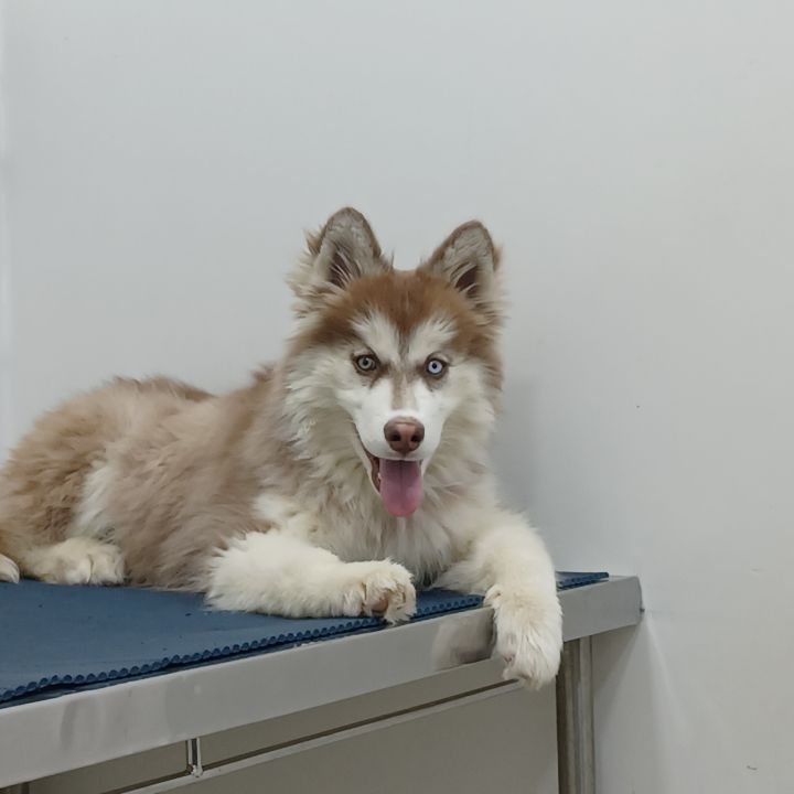Husky siberiano atendido na DS VET Guará