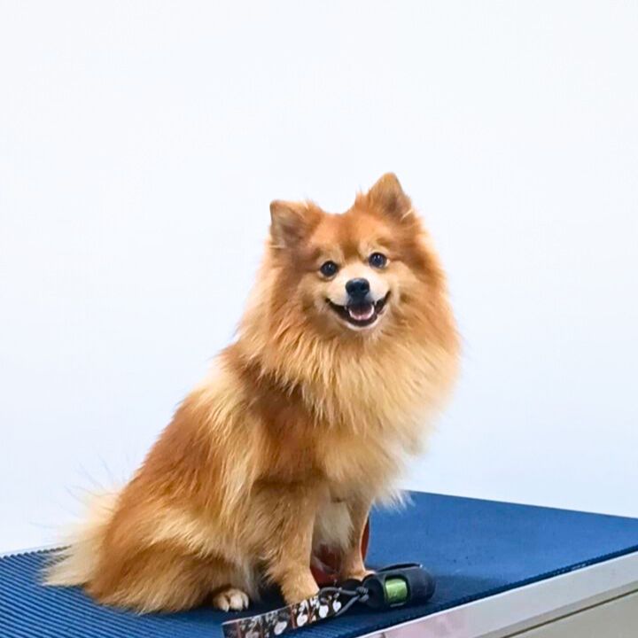 Lulu da Pomerânia atendido na DS VET Guará II Brasília