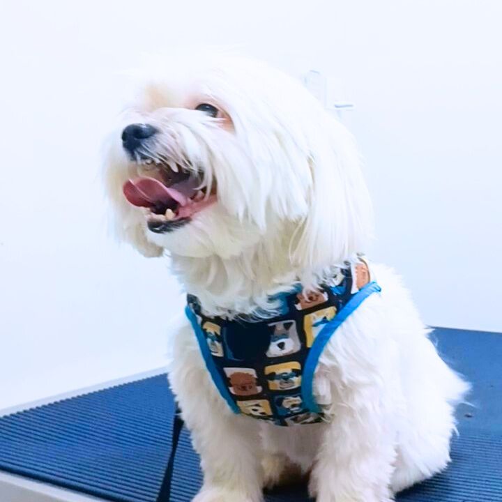 Maltês atendido na DS VET Guará II Brasília