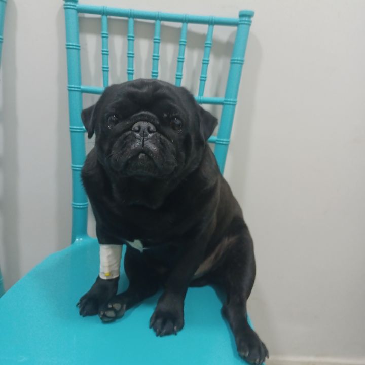 Pug atendido na DS VET Guará II