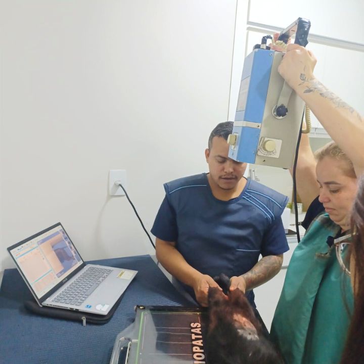 Radiografia veterinária DS VET Guará Brasília