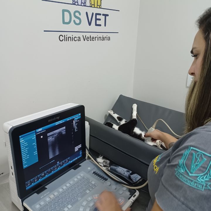 Diagnóstico por imagem ultrassom veterinário DS VET Brasília