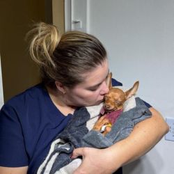 Clínica veterinária DS VET Guará II Brasília