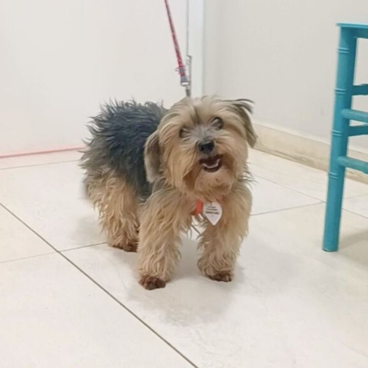 Yorkshire atendido na DS VET Guará Brasília